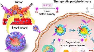 中性粒細(xì)胞膜囊泡 NeutrophilsMembraneCoatedVesicles