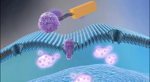 Cy5.5脂質(zhì)體 Cy5.5 Liposome