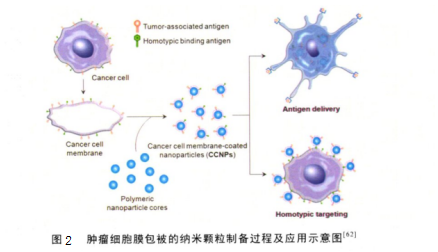 細(xì)胞膜包裹金納米顆粒