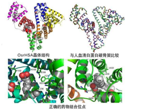 分子偶聯(lián)的載體蛋白