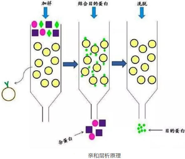 分離純化單克隆抗體