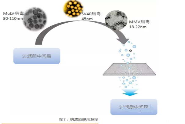 分離純化單克隆抗體