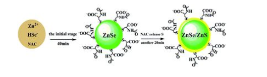 巰基修飾CdSe/ZnS量子點.png