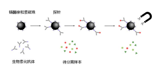 鏈霉親和素標(biāo)記的四氧化三鐵磁珠.png