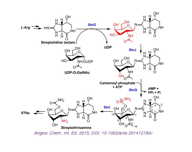 尿苷二磷酸葡萄糖-4-表異構(gòu)酶(UDP-glucose-4-epimerase).png