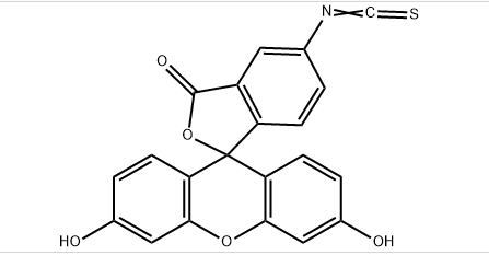 FITC熒光標(biāo)記的原理介紹？熒光素FITC的分子量是多少？