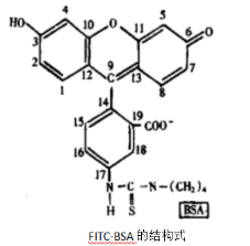 熒光標(biāo)記牛血清白蛋白.png
