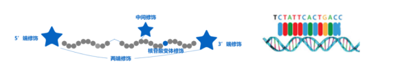 常規引物合成.png