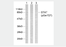 Anti-STAT3 (phospho S727)抗體.png