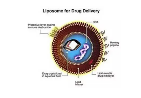 CY7修飾的脂質體載藥 Liposome.png