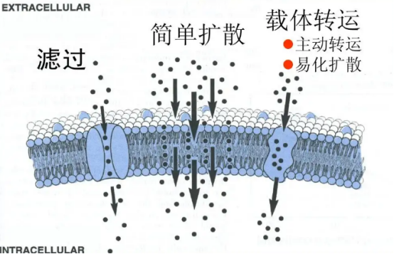 細胞膜載藥（**細胞膜包載阿培利司）/介孔二氧化硅載藥的方法.png