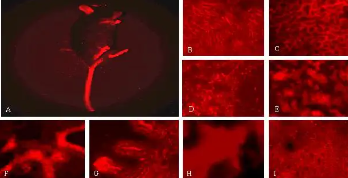 CY3-DNA，花菁染料cy3熒光標記脫氧核糖核酸DNA.png