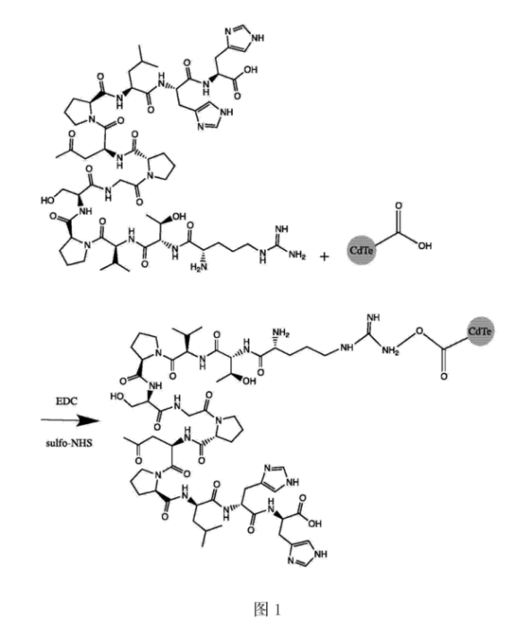 CLV3十二肽修飾CdTe量子點.png