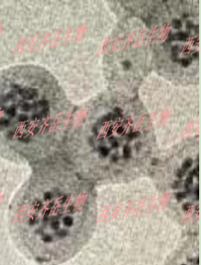 聚合物包裹Ag2S量子點載藥
