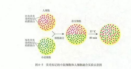 同位素標記法與熒光標記法的區別有哪些？