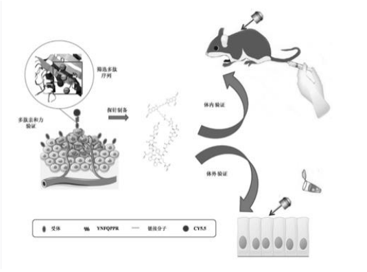 YNFQPPR-GGGSK-CY5.5紅外探針