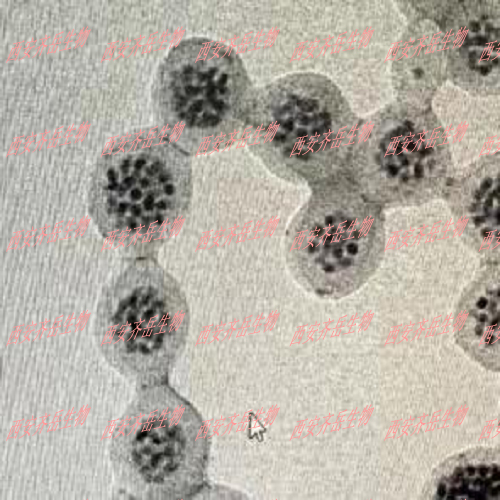 聚合物包裹Ag2S量子點載藥