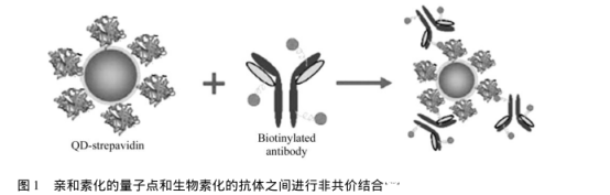 近紅外量子點(diǎn)偶聯(lián)生物分子