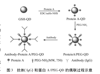 近紅外量子點(diǎn)偶聯(lián)生物分子