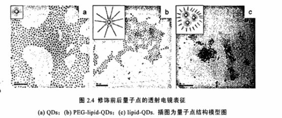 PEG-DPPE修飾CdSe/ZnS量子點