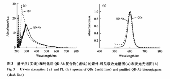HBsAg抗體偶聯(lián)CdSe量子點(diǎn)