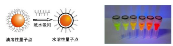 水溶性羧基量子點