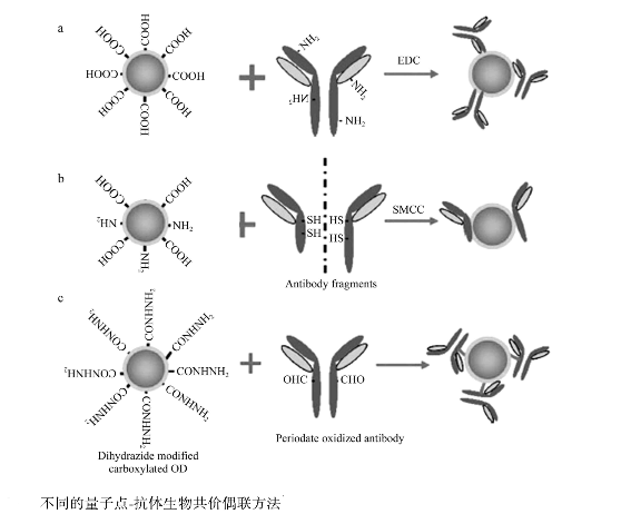CdTe量子點-β-HCG單抗偶聯物