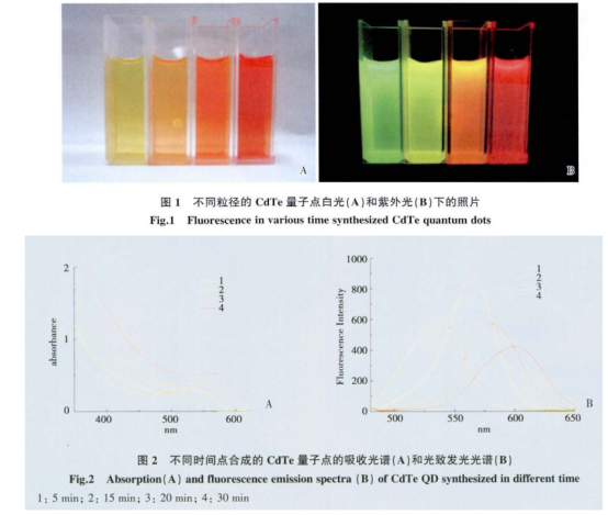CdTe量子點