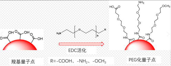 水溶性羧基量子點