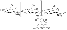 綠色熒光素標記殼聚糖