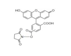 5-Carboxyfluorescein succinimidyl ester; 5-FAM, SE/5(6)-羧基熒光素琥珀酰亞胺酯