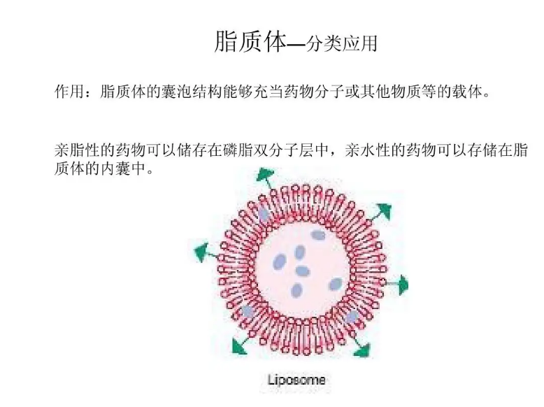 脂質體