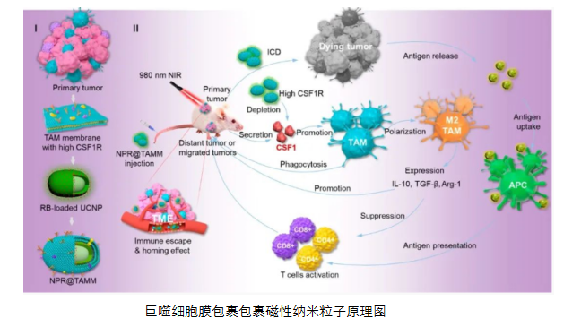 巨噬細胞細胞膜包裹磁性納米粒子