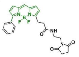 熒光染料BDP R6G maleimide/馬來酰亞胺  CAS:2183473-32-5的激發發射波長是多少？