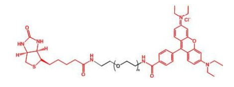 羅丹明聚乙二醇生物素，RB-PEG-BN，Rhodamine-PEG-BIOTIN產品解析