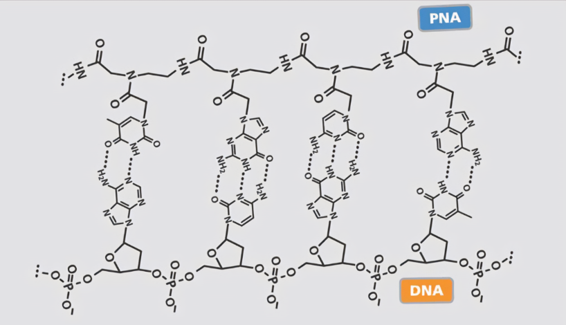 PNA肽核酸修飾金納米棒