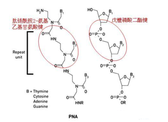 1-芘丁酸-琥珀酰亞胺酯(PASE)共價固定肽核酸(PNA)探針