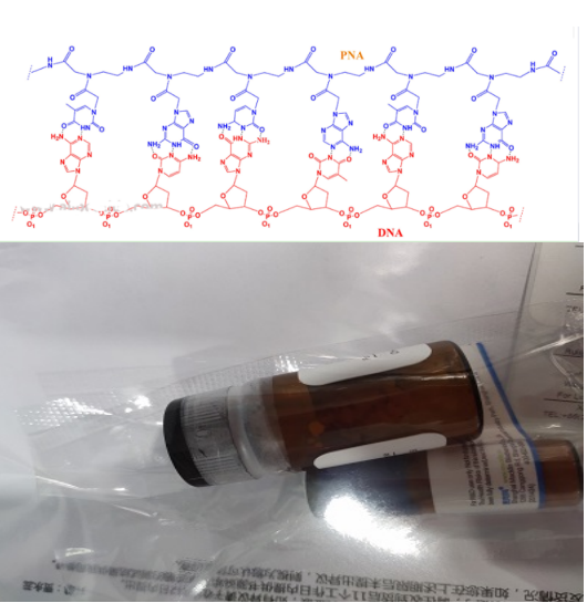 反義肽核酸(asPNA)