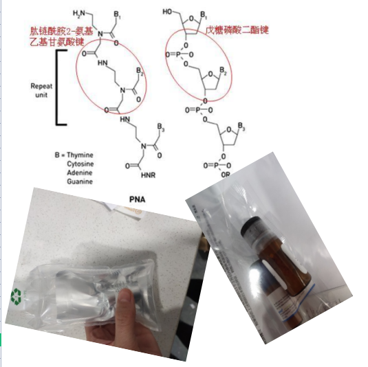 熒光基團香豆素酸OC7標記肽核酸骨架