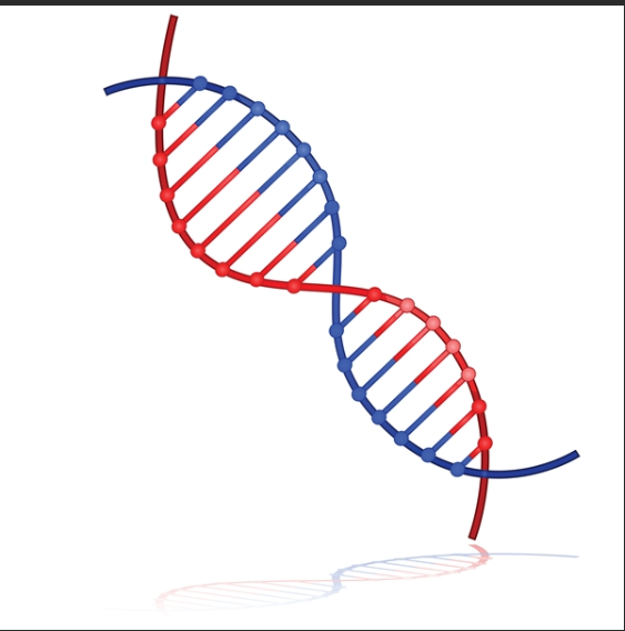 丙烯酰胺,纈草酸功能化脫氧核糖核酸DNA