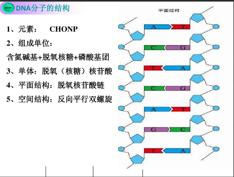 近紅外硒化鉛PbSe量子點修飾脫氧核糖核酸DNA