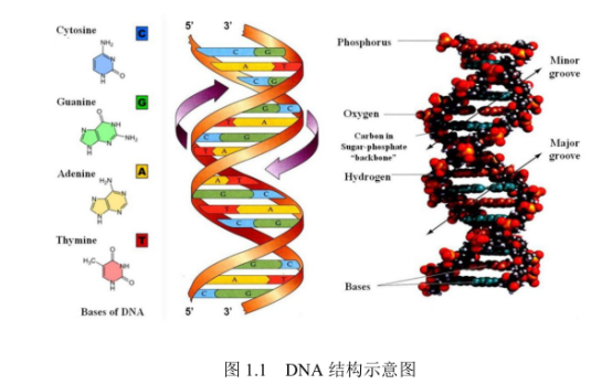 DNA修飾CdSe量子點
