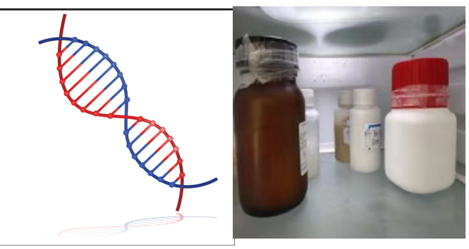 碲化鎘CdTe量子點修飾脫氧核糖核酸DNA