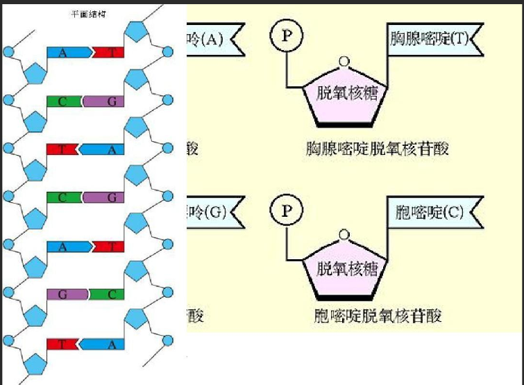 DNA修飾ZnTe熒光量子點(diǎn)