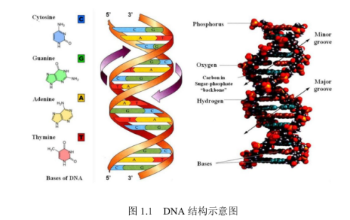 DNA修飾金屬有機框架物薄膜