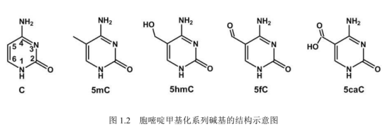 近紅外染料CY7.5標記PDNA