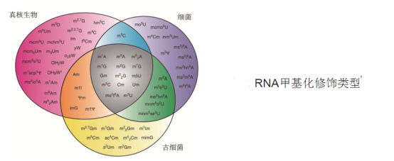 近紅外熒光染料標記核糖核酸RNA