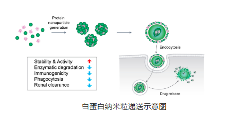 白蛋白納米粒
