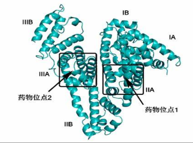 熒光量子點標記葉酸偶聯人血清白蛋白納米粒