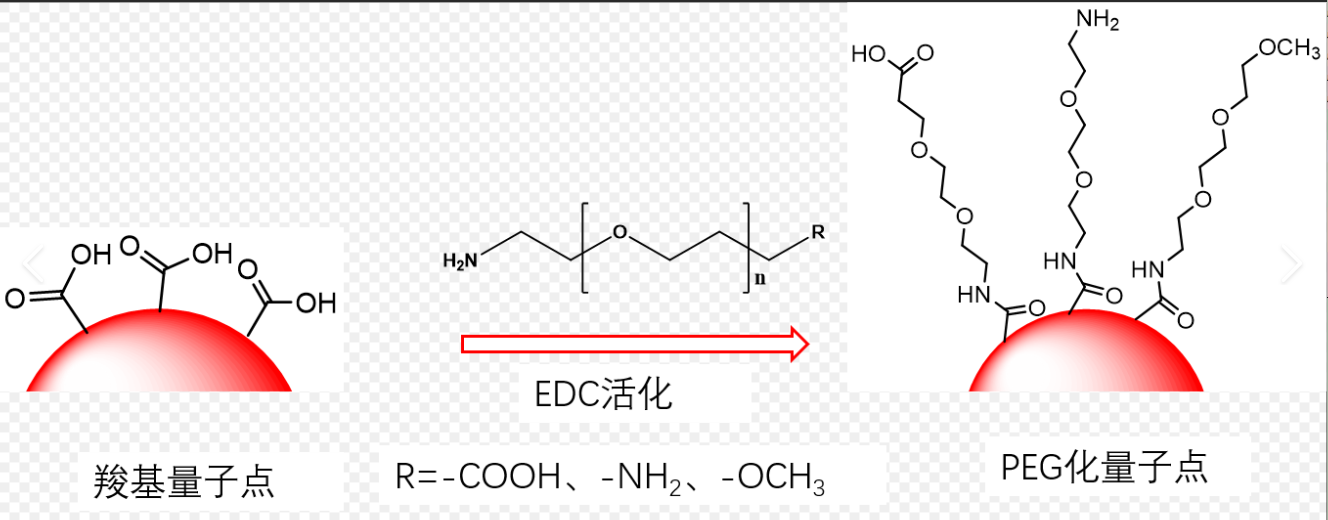 NH2-PEG修飾CdSe/ZnS量子點